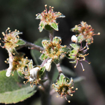 Amelanchier utahensis, Utah Serviceberry